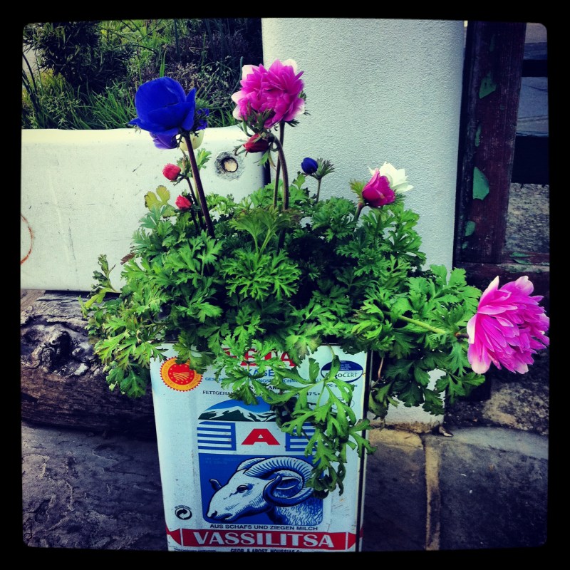 Use catering tins as plant pots...