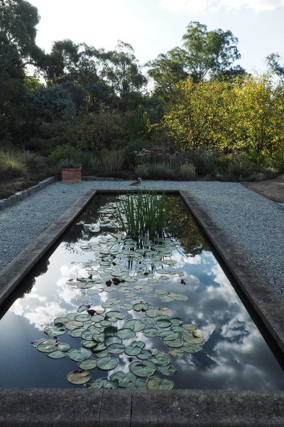 Garden pond reflections #gardendesign #gardenpond