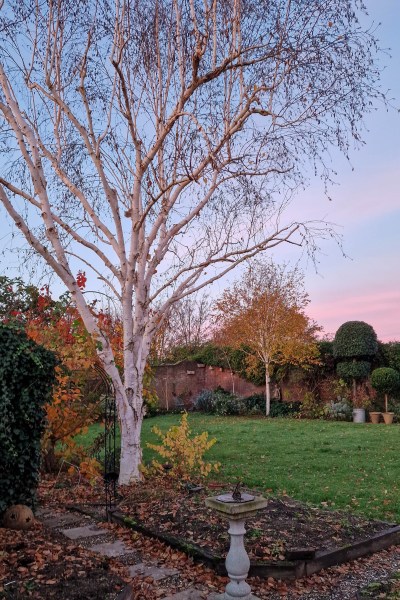 Silver birches need careful pruning - don't cut too much off