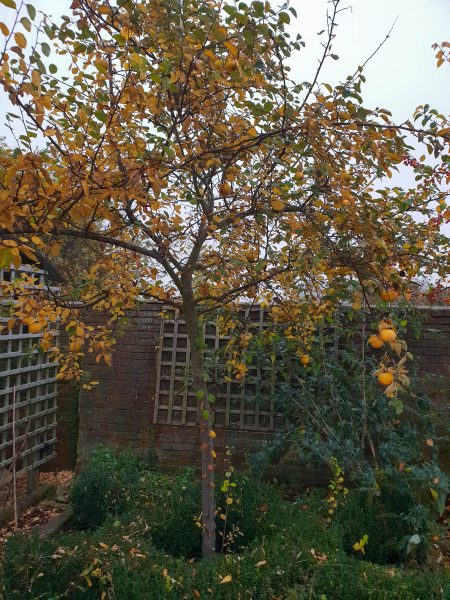 Quince trees for small gardens