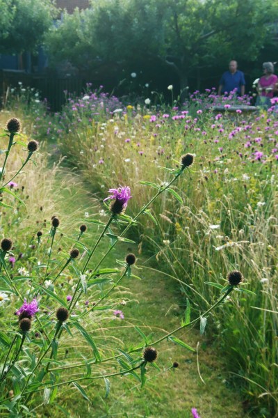 Perennial meadow garden in July