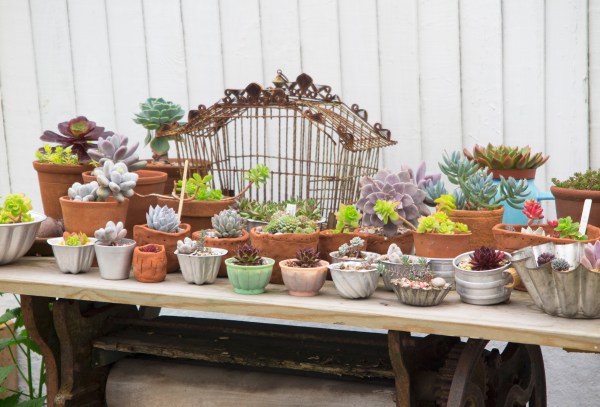 A seaside garden display of succulents