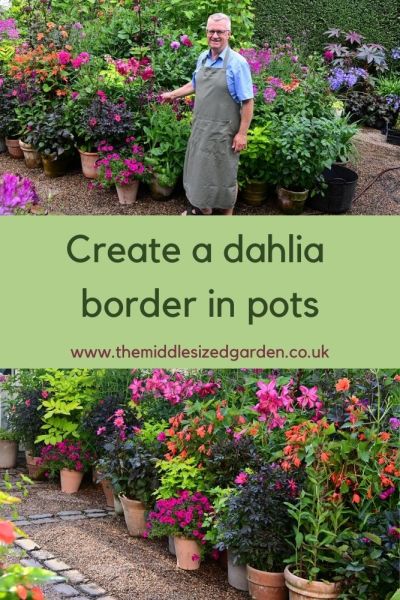 Tips from Claus Dalby on how to grow dahlias in pot