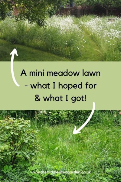 Mini meadow lawn mistakes