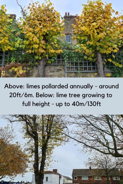 Pollard lime trees to reduce their height