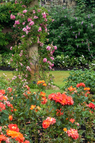 Climbing rose 'American pillar' at Hever Castle