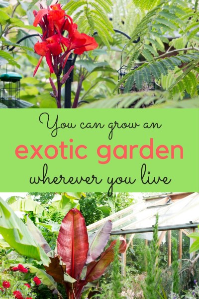 How to create a tropical garden in a cool climate