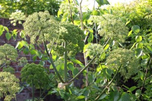 self-seeded angelica gigas