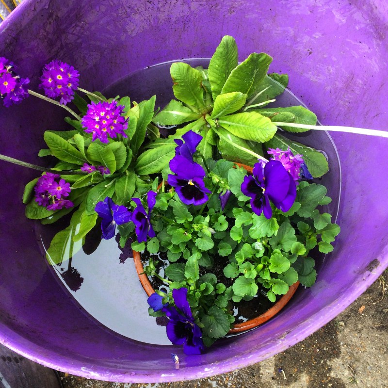 Soak plants in a bucket