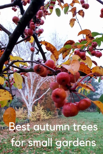 Best autumn trees for small gardens