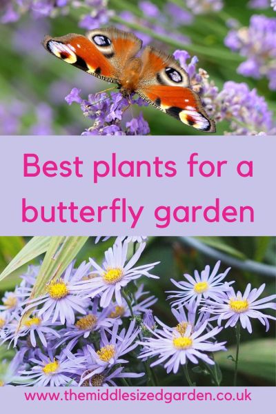 Asters and symphyotricum for butterflies