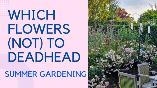 Summer garden tips and tour