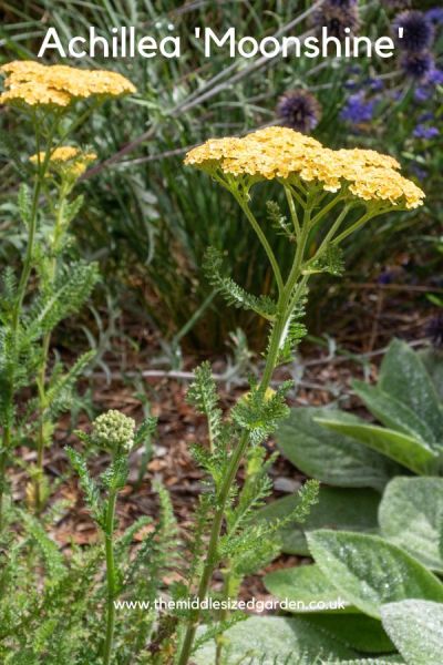 Achillea 'Moonshine'