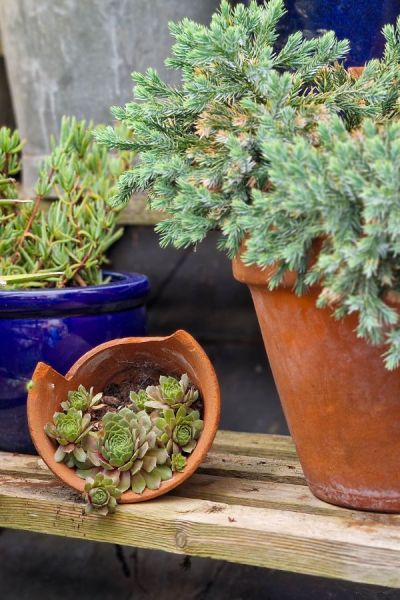 Kathy Pickering' sempervivens in pots