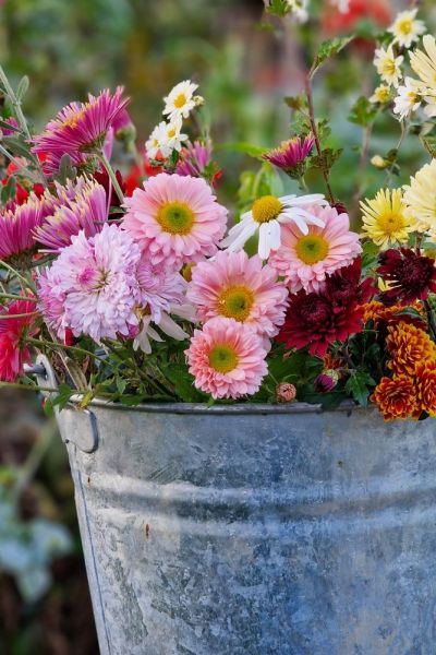 How to grow chrysanthemums