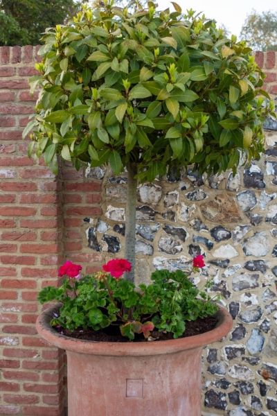 Bay tree in a pot