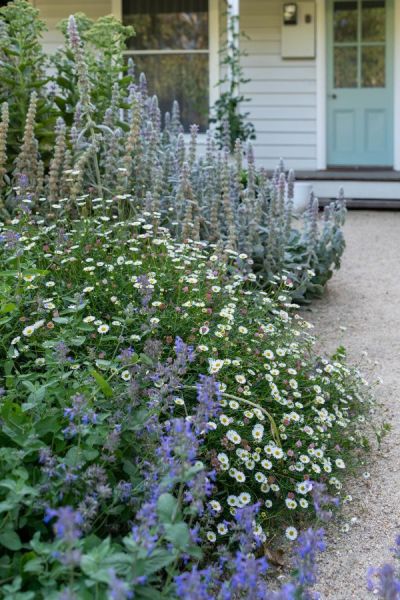 Large blocks of 'safe' plants which thrive in your environment lead the eye down the front path.