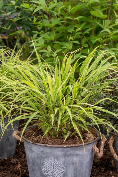 Grasses in pots from Beanplace Nurseries