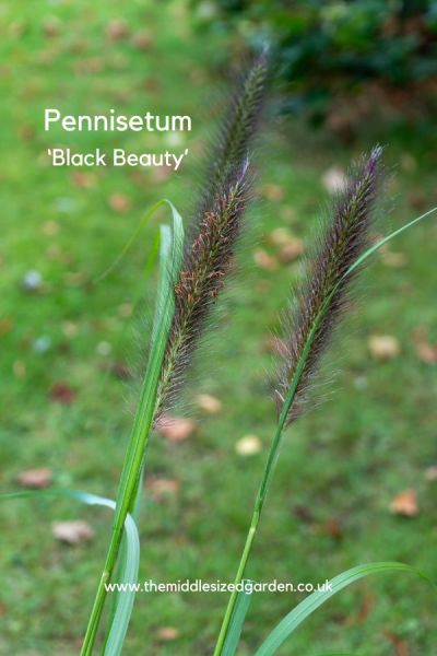 Pennisetum 'Black Beauty'