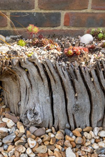 Use a tree stump as a planter for succulents