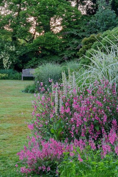 Salvia Pink lips with Verbascum album