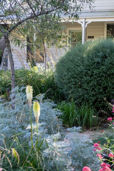 This yellow kniphofia 'Ice Queen' is one of the '30% experiment'. It adds zing to the calm, pretty colour scheme.