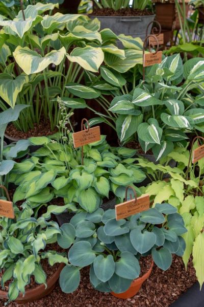 Keep hostas in pots