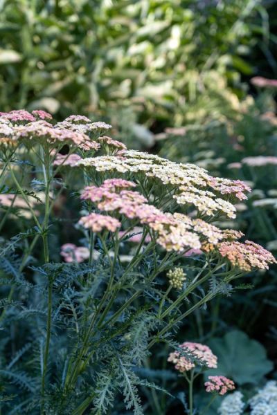 Achillea 'Pineapple Mango' was one of Tim's experiments. It has flowered from late spring to late summer, turning from pink to a butter-yellow.