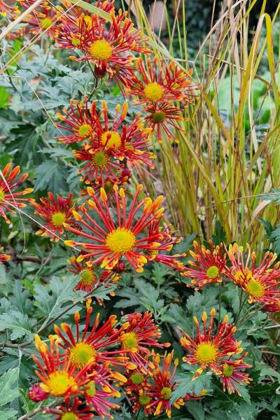 Chrsanthemum 'Burnt Orange' and Pheasants Tail Grass