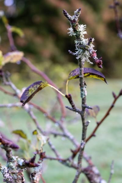 Lichens grow on dead wood, but they don't damage wood. They're often a sign that your air is not too polluted.