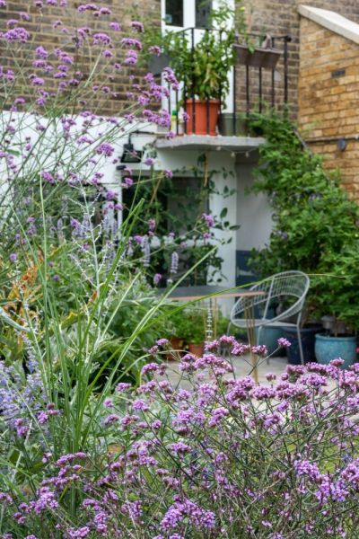 Climbers in pots in a rented garden