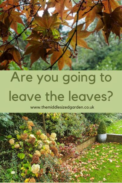 Leave the leaves!