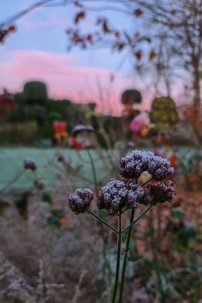 Verbena bonariensis in winter frost