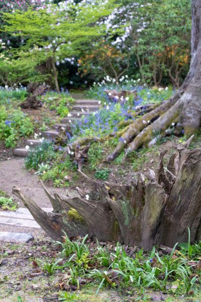 Place tree stumps like garden sculpture