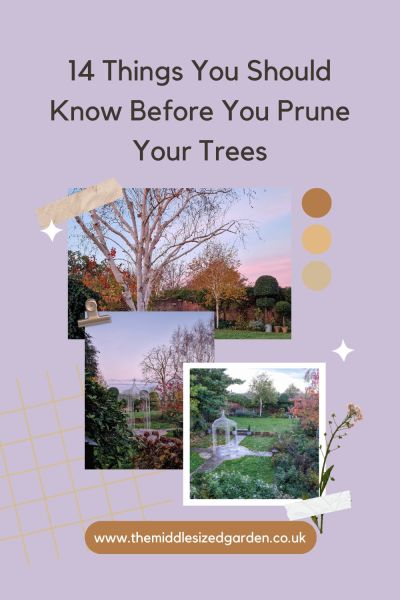 What you need to know before pruning your trees