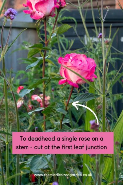 How to deadhead roses