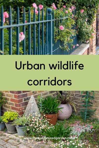 Front gardens, pots and patches of planting create wildlife corridors.