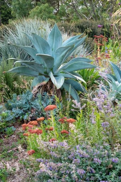 Agaves for evergreen structure