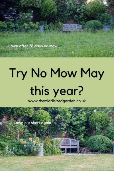 Try No Mow May to support biodiversity in your garden