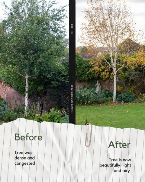 Silver birch - before and after crown reduction