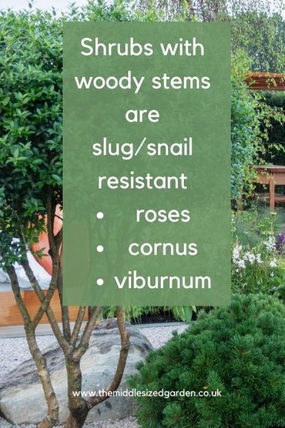 Snail and slug resistant plants