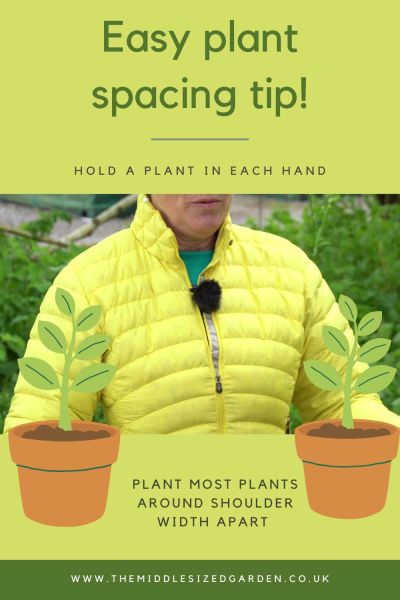 If you don't have a tape measure, then plant most perennials around shoulder-width apart.