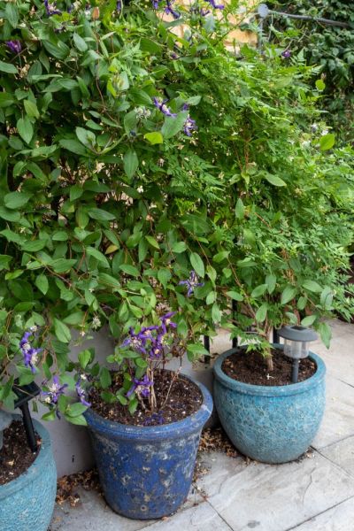 Collect a style of pot in a rented garden