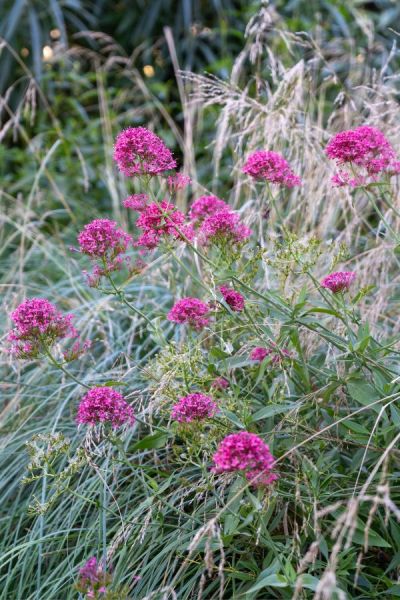 Centranthus ruber (Red valerian) with an ornamental grass Poa 