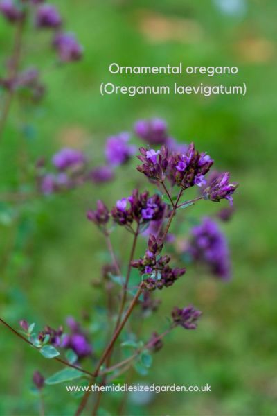 Ornamental oregano - an easy-care autumn flowering perennial to plant now