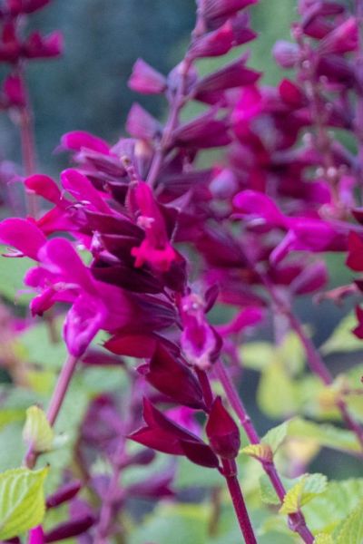 Salvia Go Go Purple