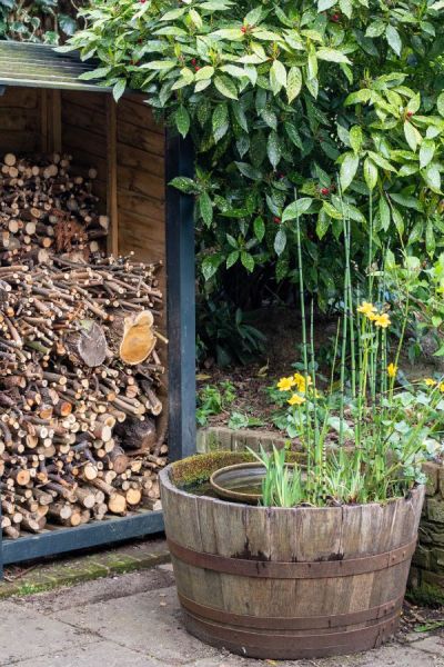 Container pond made from an oak barrel 