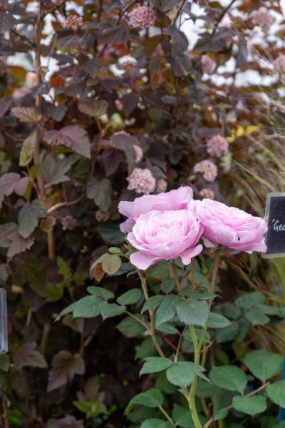 Geoff Hamilton rose at Barnsdale Gardens