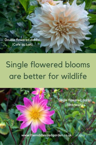 Single flowered blooms are better for pollinators than double flowers.