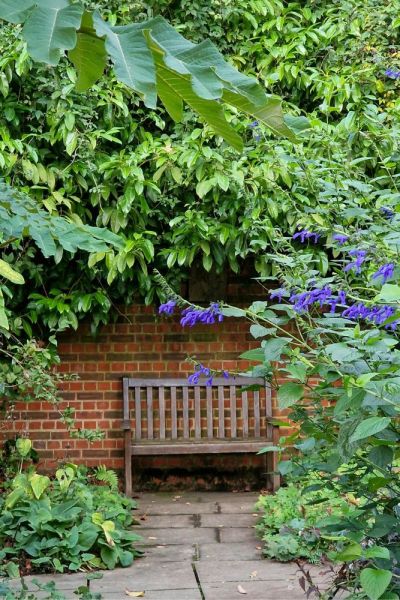 Large leafed salvias are more shade tolerant